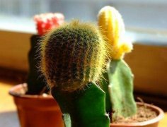 室內(nèi)擺放植物越多越好？